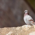 Pigeon bizet 02.03.25-0001