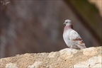 Pigeon bizet 02.03.25-0001