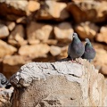 Pigeon bizet 02.03.25-0005