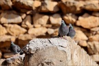 Pigeon bizet 02.03.25-0005