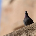 Pigeon bizet 02.03.25-0003