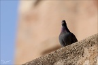 Pigeon bizet 02.03.25-0003