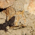 Tarente de Mauritanie 02.03.25-0001
