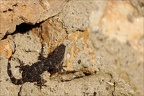Tarente de Mauritanie 02.03.25-0001