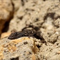 Tarente de Mauritanie 02.03.25-0007