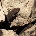Tarente de Mauritanie 26.02.25-0014