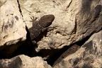 Tarente de Mauritanie 26.02.25-0014