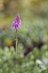 Dactylorhiza fuchsii28.05.25-0002