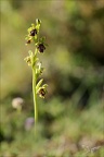 Ophrys aimonii 29.05.25-0006