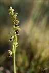 Ophrys aimonii 29.05.25-0014