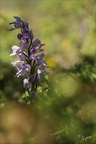 Orchis militaris28.05.25-0003