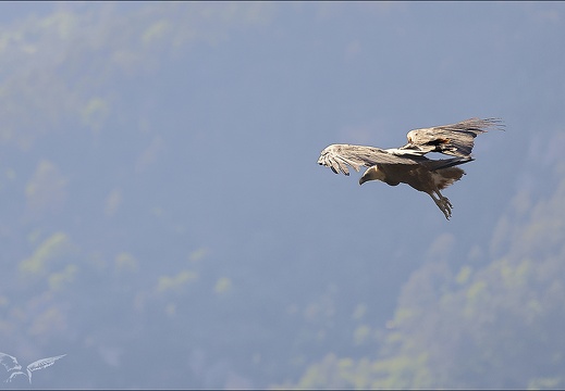 Vautour fauve 28.05.25-0005