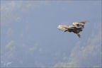 Vautour fauve 28.05.25-0005