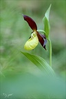 Sabot de Venus28.05.25-0002