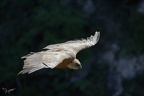Vautour fauve 28.05.25-0018