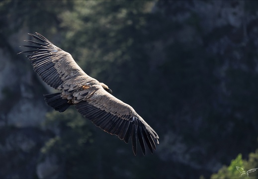 Vautour fauve 28.05.25-0013