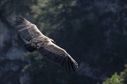 Vautour fauve 28.05.25-0013