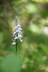 Dactylorhiza maculata-09.06.25-0005