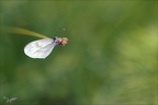 Piéride 09.06.25-0001