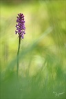 Gymnadenia conopsea09.06.25-0004