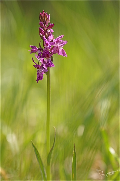 Dactylorhiza traunsteineri-0002