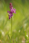 Dactylorhiza sp09.06.25-0002