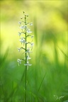 Platanthera bifolia 09.06.25-0012