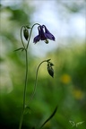 Ancolie 09.06.25-0007