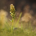 Coeloglossum viride21.06.25-0002