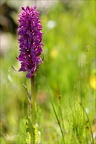 Dactylorhiza sp22.06.25-0007