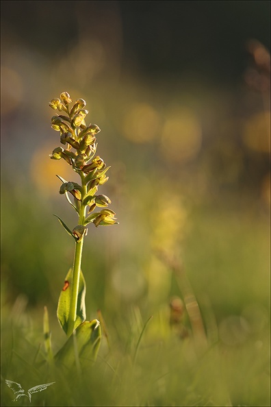 Coeloglossum viride21.06.25-0011.jpg