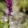 Dactylorhiza alpestris 22.06.25