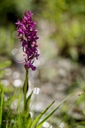 Dactylorhiza sp22.06.25-0003