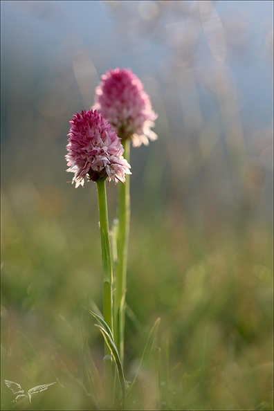 Gymnadenia corneliana 21.06.25-0004.jpg