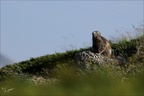 Marmotte 22.06.25-0023