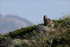 Marmotte 22.06.25-0026