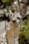 Linaigrette22.06.25-0001