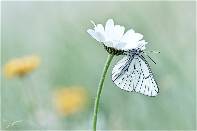 Le gazé 22.06.25-0008.jpg