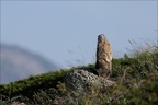 Marmotte 22.06.25-0031