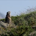 Marmotte 22.06.25-0039