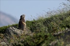 Marmotte 22.06.25-0039