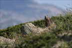 Marmotte 22.06.25-0065