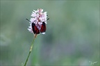 zygène pourpre 22.06.25-0001