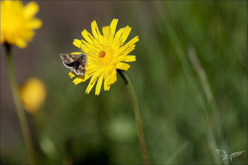 Noctuelle de la myrtille 22.06.25-0001.jpg