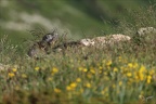 Marmotte 22.06.25-0073