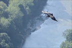 Vautour fauve 28.05.25-0031