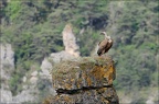 Vautour fauve 31.05.25-0023