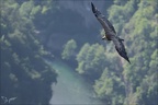 Vautour fauve 28.05.25-0027