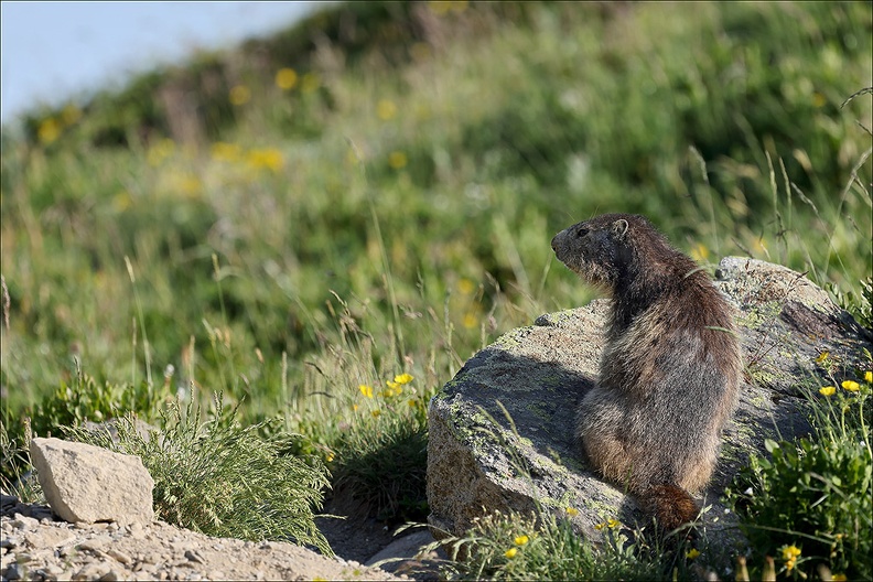 Marmotte 22.06.25-0055.jpg