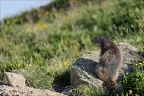 Marmotte 22.06.25-0055